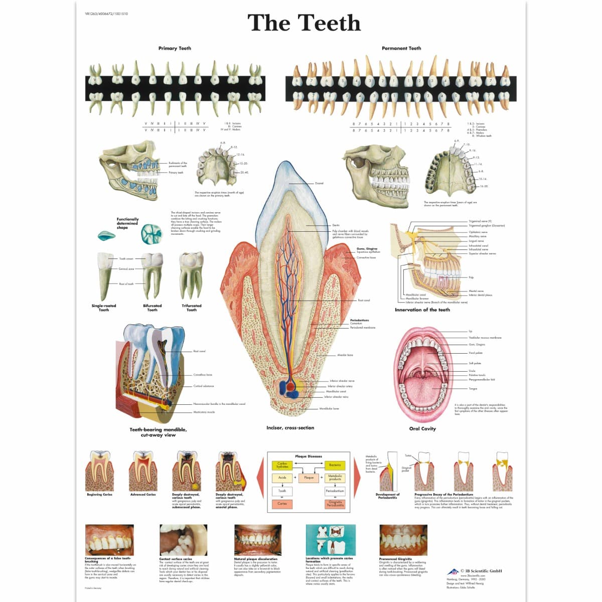 Educational Poster - Teeth Chart - Paper - 50 x 67cm