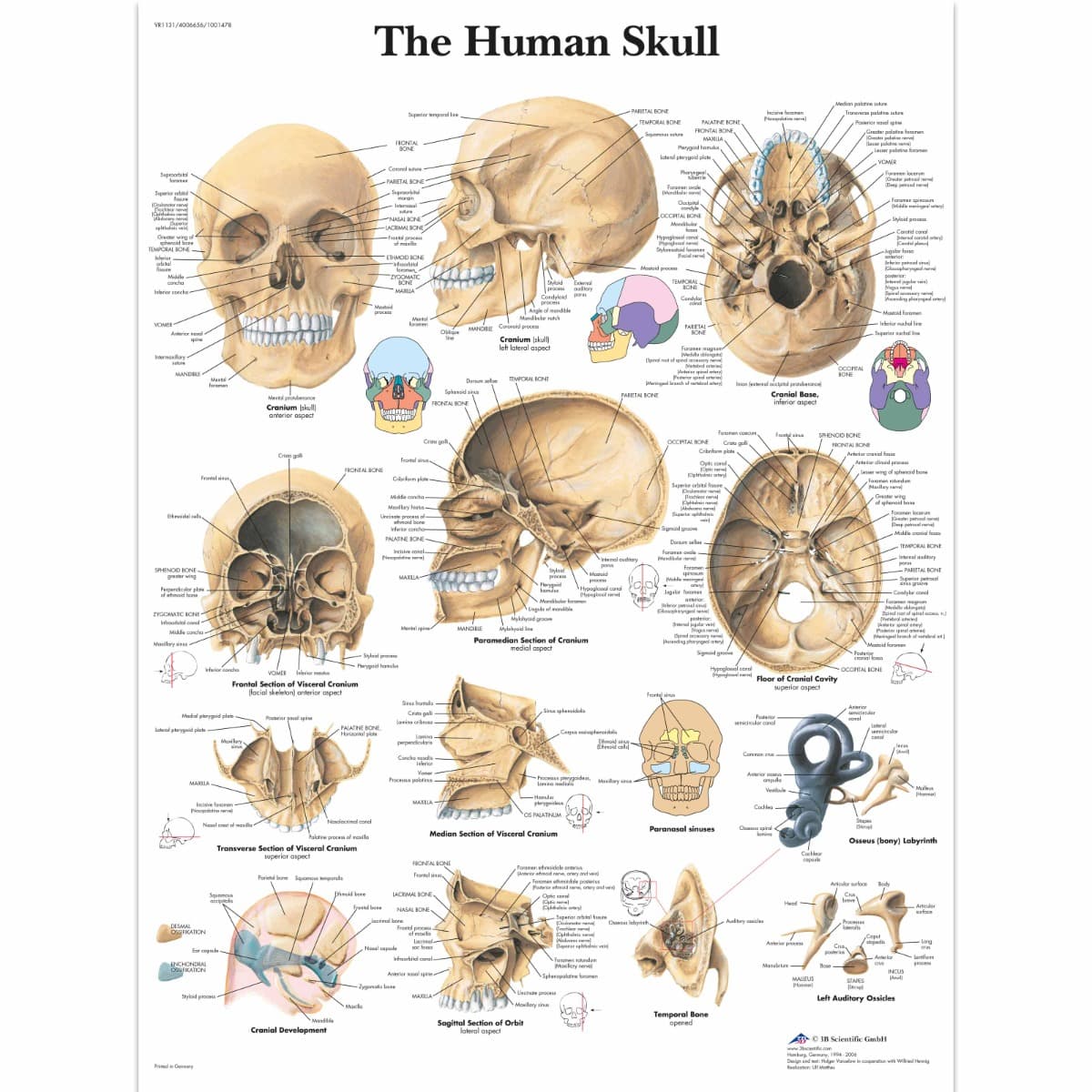 Educational Poster Skull Chart - Paper - 50 x 67 cm