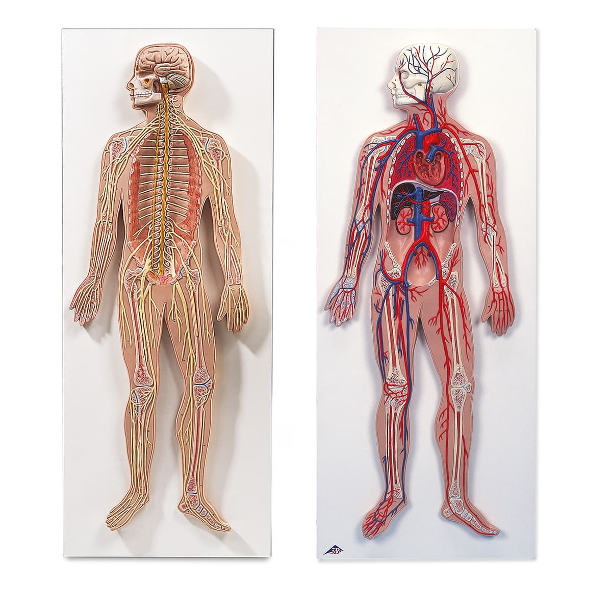 Anatomy Set Nervous &amp; Circulatory Systems