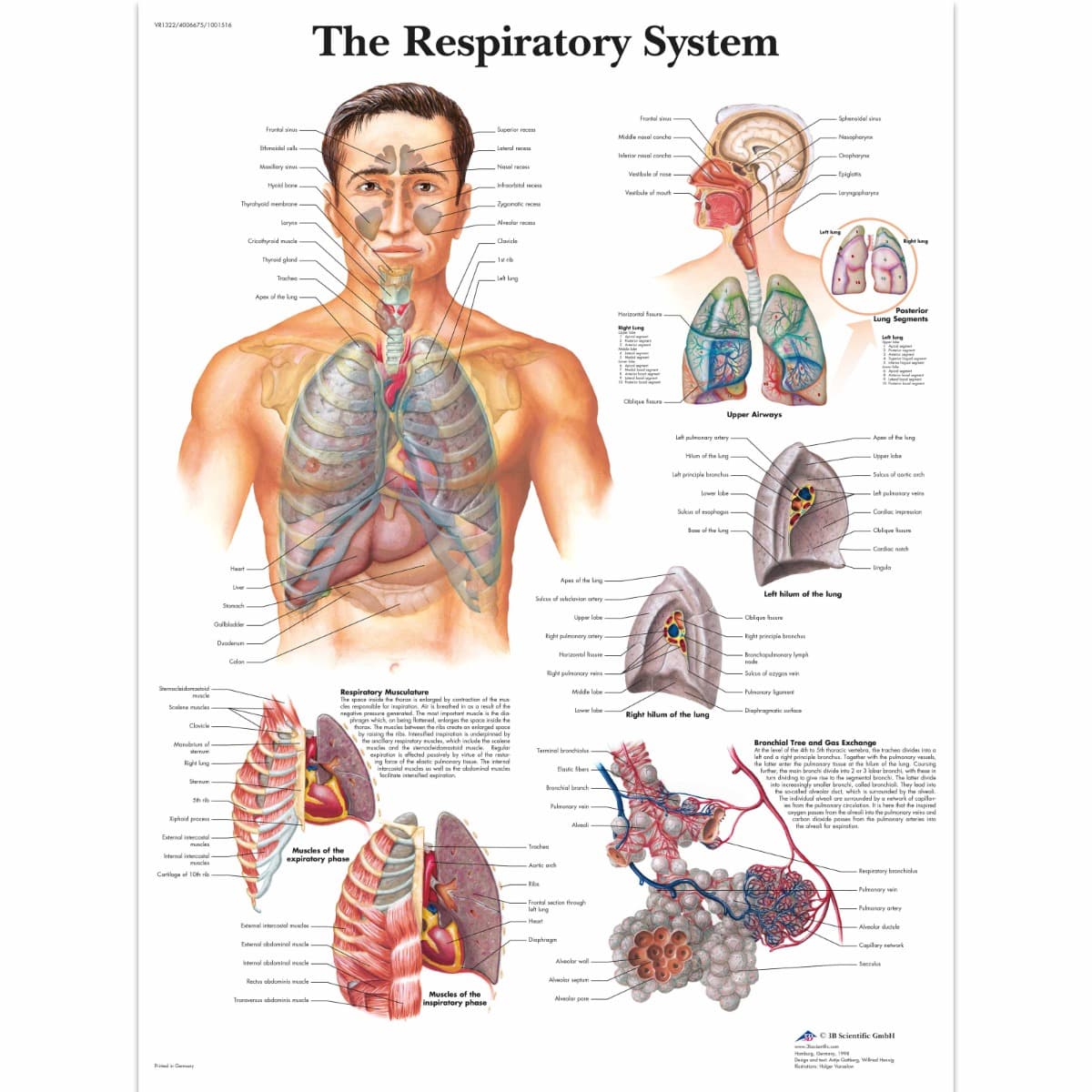 Educational Poster - Respiratory System Chart - Laminated