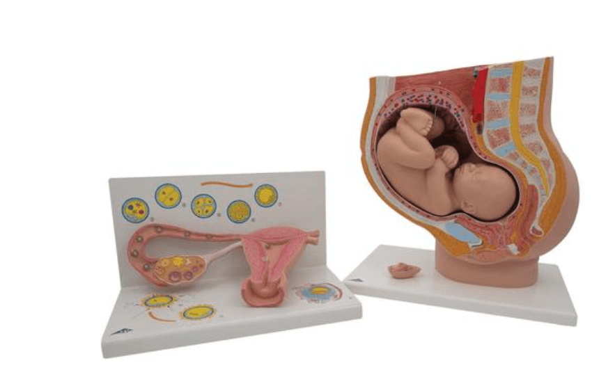 Anatomy Set Pregnancy