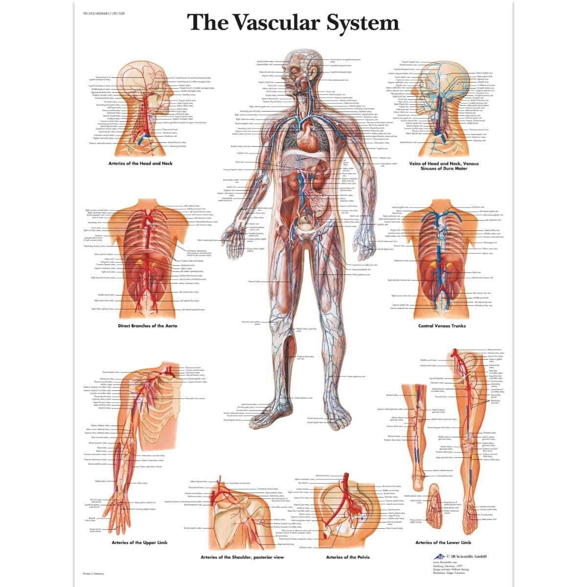 Educational Poster - Vascular System Chart - Laminated