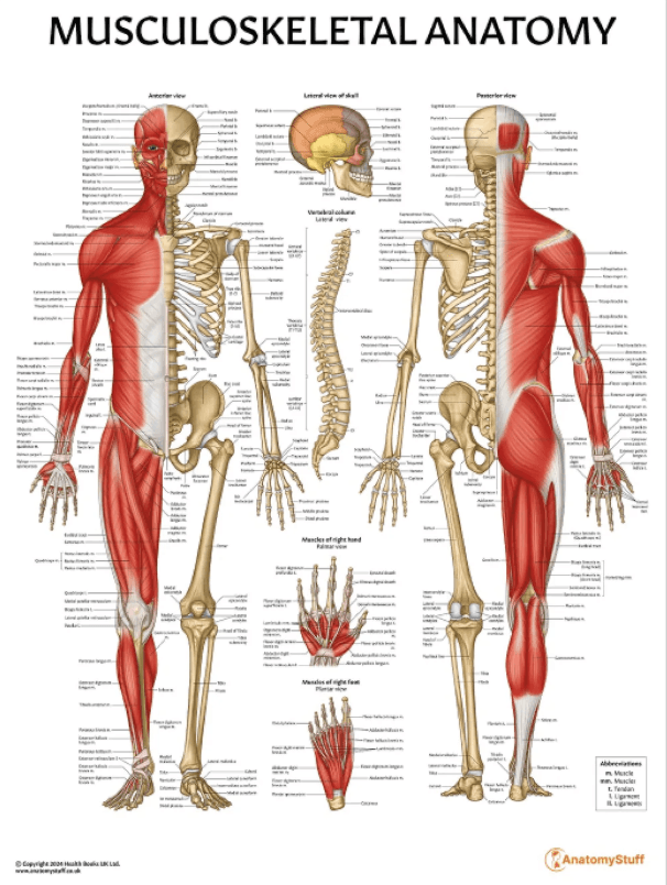 Educational Poster - Musculoskeletal - Laminated