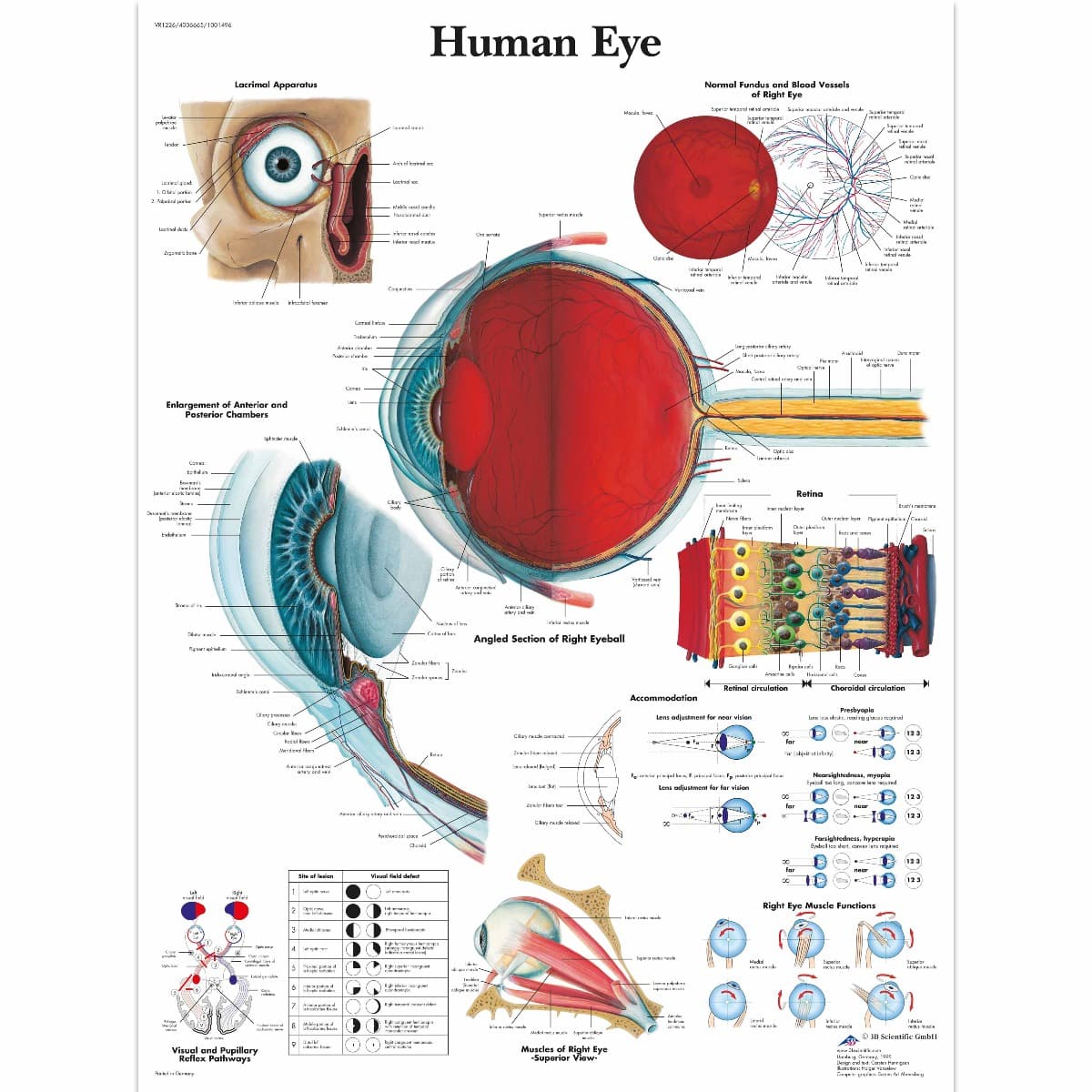 Educational Poster - Anatomical Eye Chart - Laminated